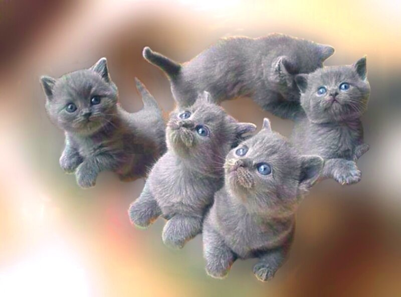 Gray Kittens Floating