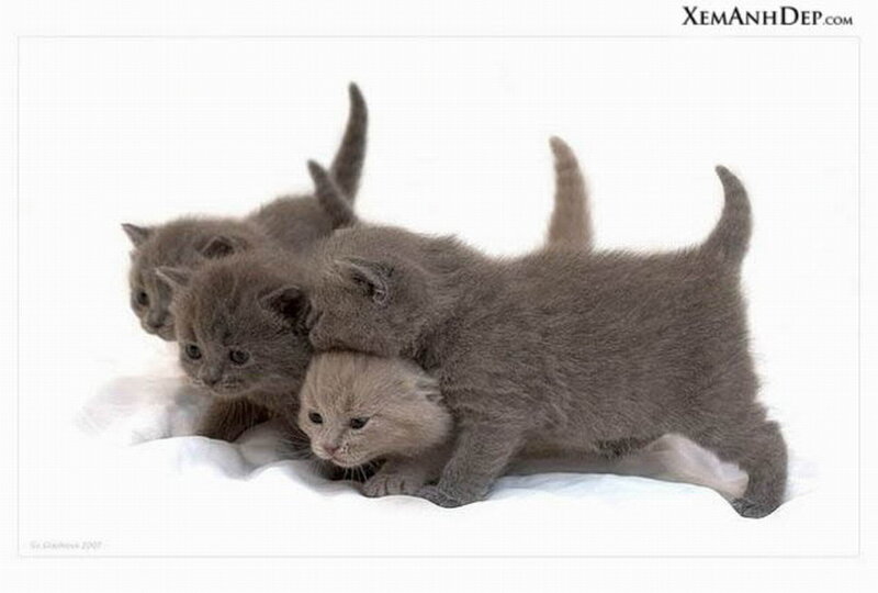 Gray Kittens Huddled
