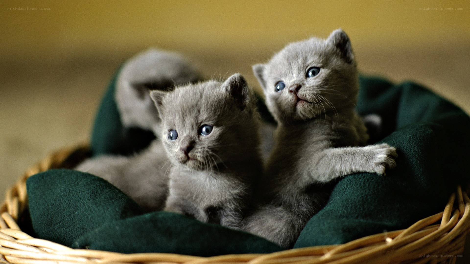 gray kittens in a basket