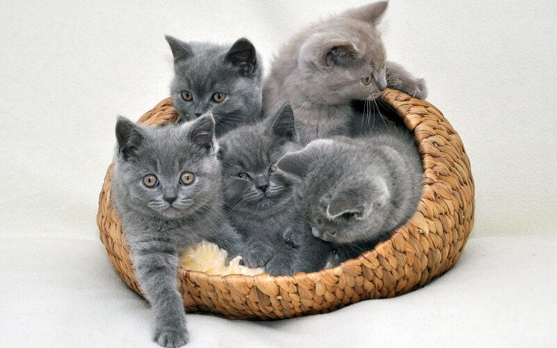 Gray Kittens in Basket — Calm, Photograph, Blanket