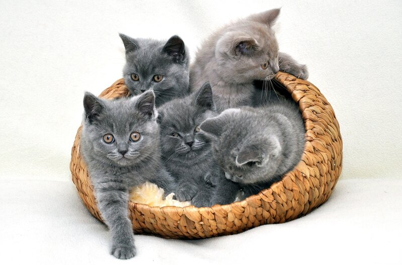 Gray Kittens in Basket — Calm, Photograph