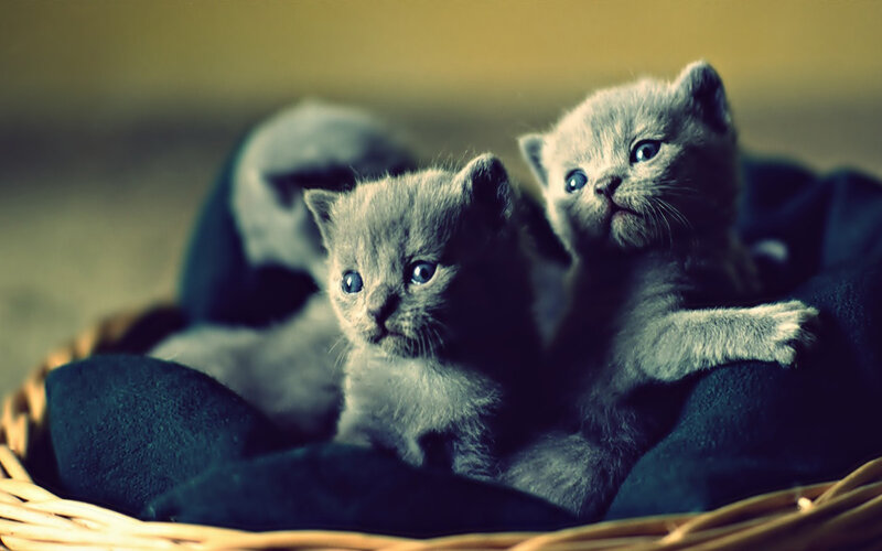 Gray Kittens in Basket — Calm