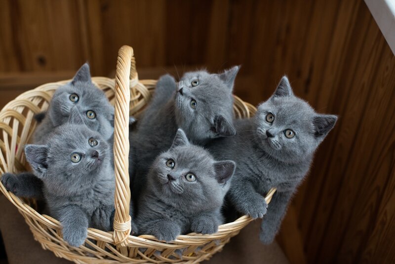 Gray Kittens in Basket — Curious