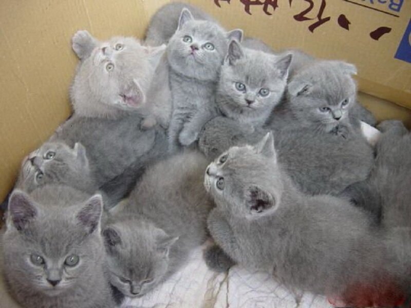 Gray Kittens in Box