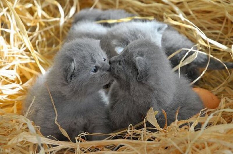 Gray Kittens in Hay