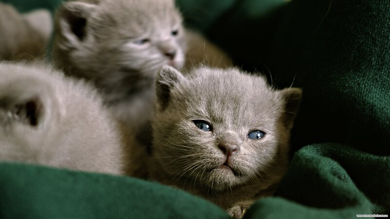 Gray Kittens on Green Blanket — Calm