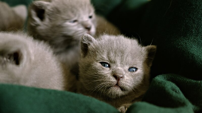 gray kittens on green blanket