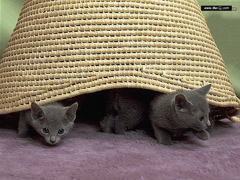 Gray Kittens under Basket