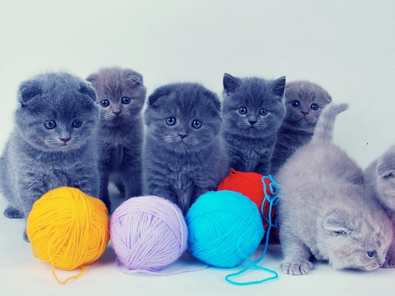 Gray Kittens with Yarn — Calm