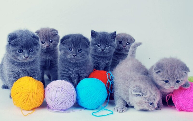 Gray Kittens with Yarn — Playful, Photograph