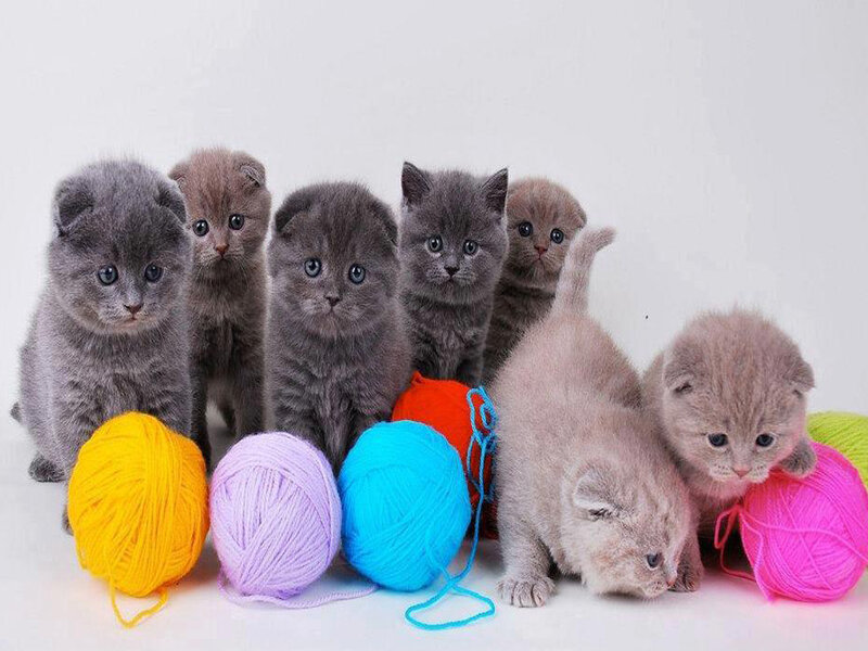 Gray Kittens with Yarn — Playful, Photograph, Yarn Balls