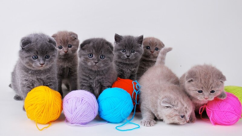 Gray Kittens with Yarn — Playful