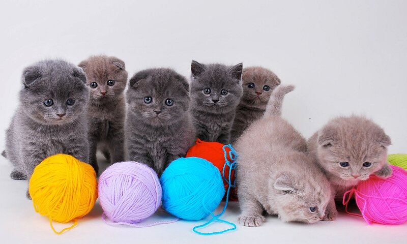 Gray Kittens with Yarn