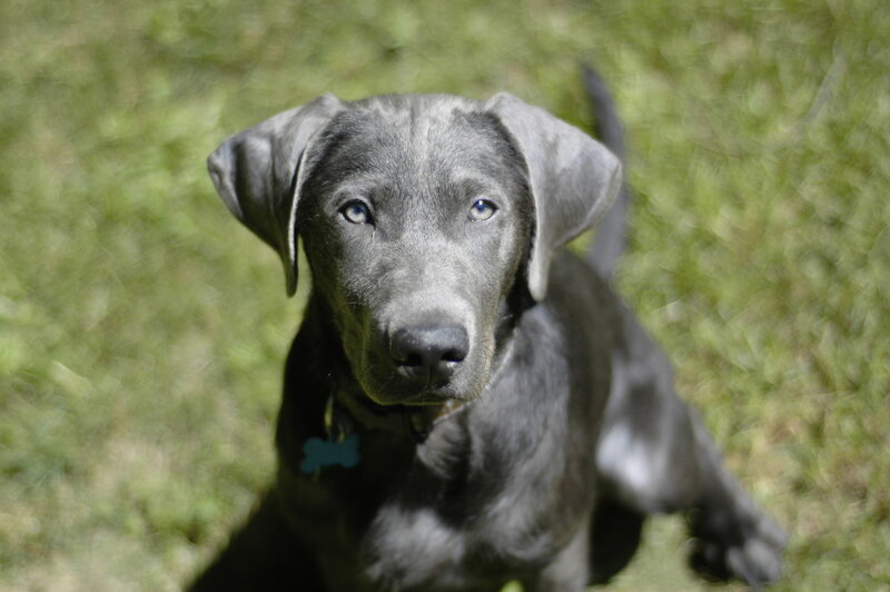 Gray Labrador Puppy