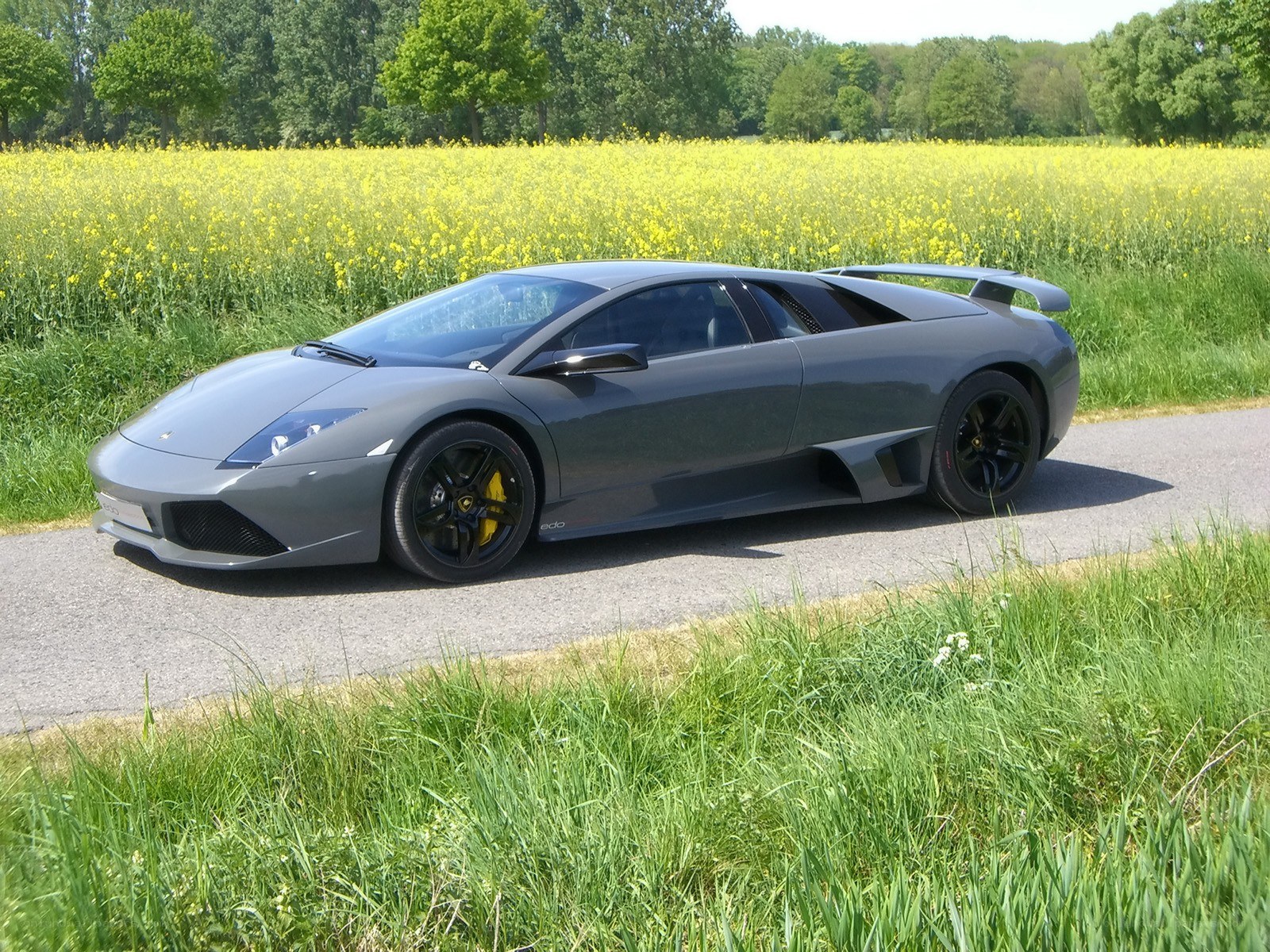 Gray Lamborghini in a flower field