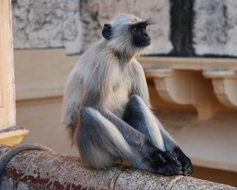 gray langur monkey sitting