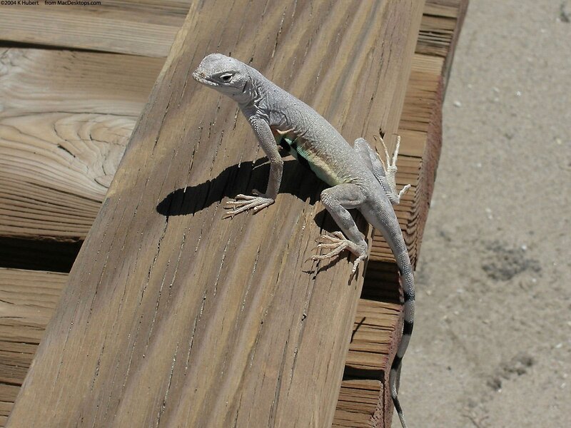 Gray Lizard on Wood