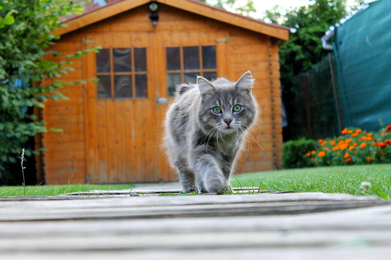 Gray Long-haired Cat — Calm, Afternoon