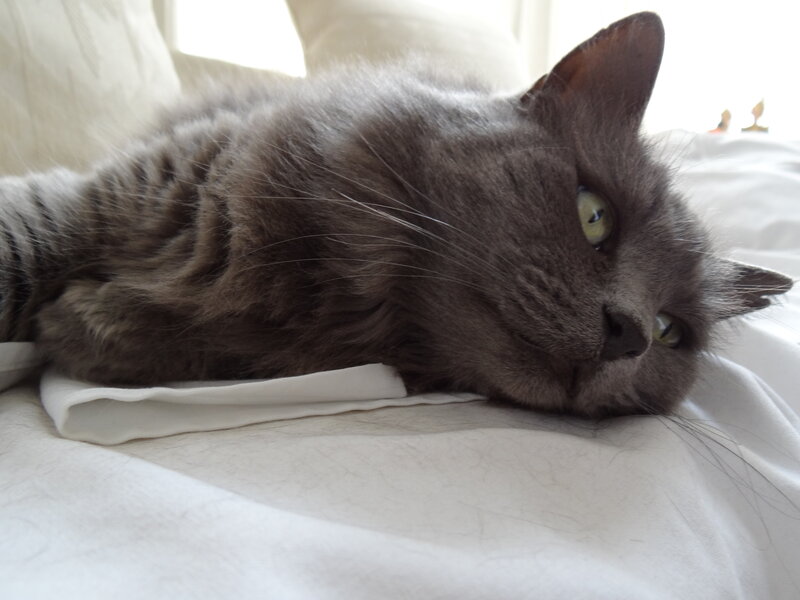 Gray Long-haired Cat — Calm, Morning