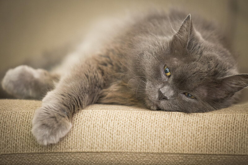 Gray Long-haired Cat — Calm, Photograph, Couch