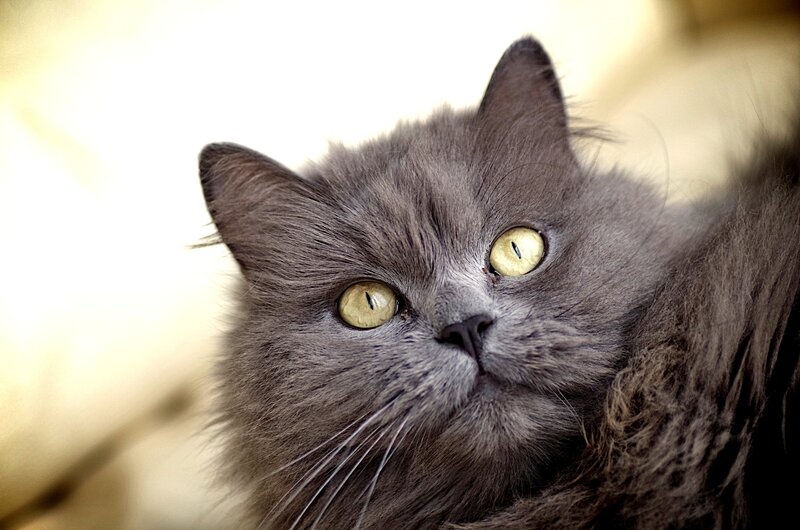 Gray Long-haired Cat — Calm, Photograph