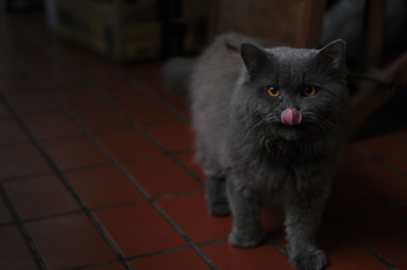 Gray Long-haired Cat — Calm