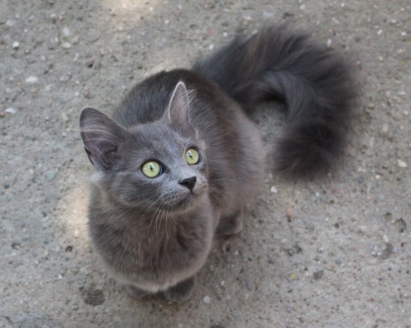Gray Long-haired Cat — Curious