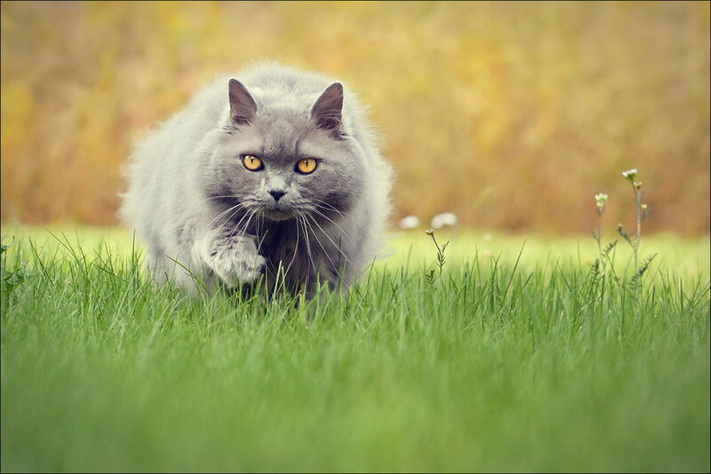 Gray Long-haired Cat — Green