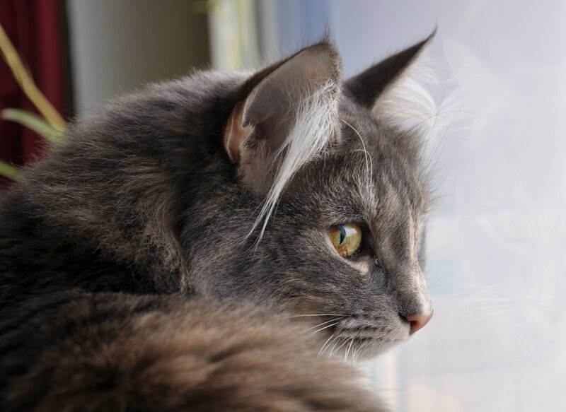 Gray Long-haired Cat