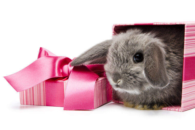 Gray Lop-eared Bunny