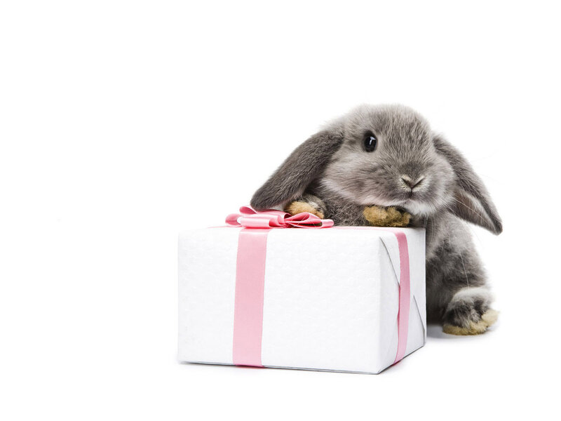Gray Lop-eared Bunny — White, Calm