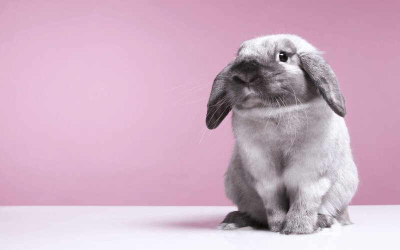 gray lop-eared rabbit