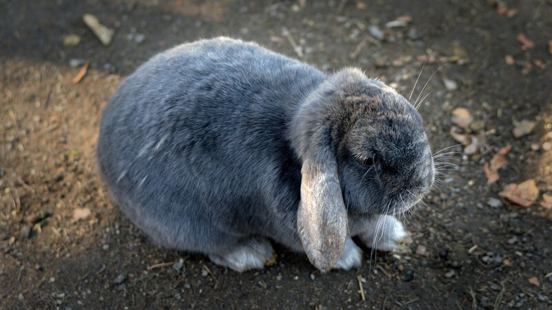 Gray Lop-eared Rabbit — Calm, Afternoon