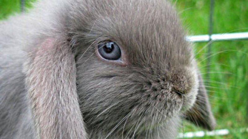 Gray Lop-eared Rabbit — Calm, Photograph