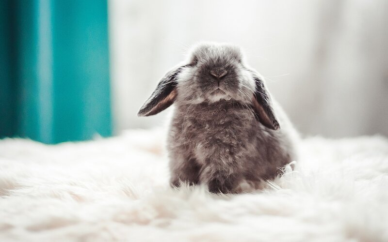 Gray Lop-eared Rabbit — Calm, Photograph, White Rug