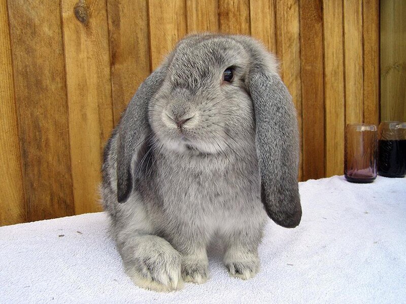 Gray Lop-eared Rabbit — Calm