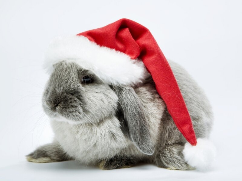 Gray Lop-eared Rabbit — Festive