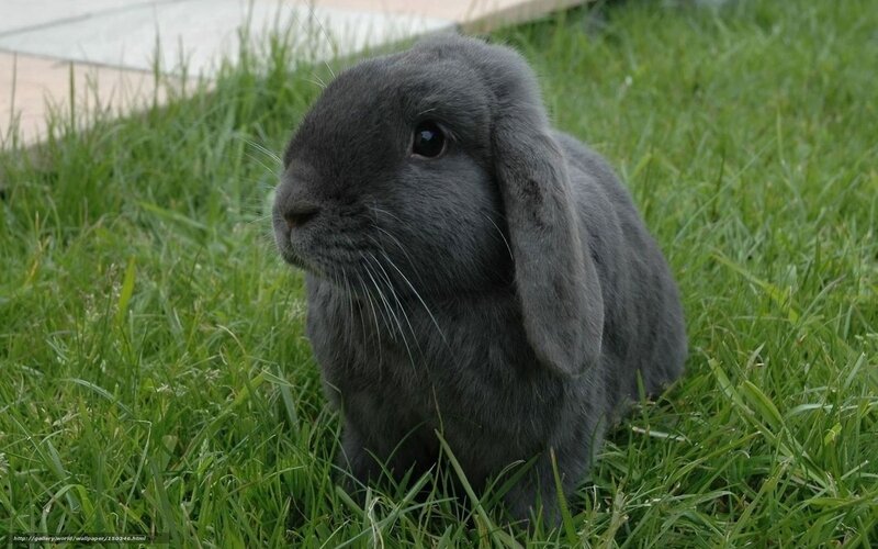 Gray Lop-eared Rabbit — Green