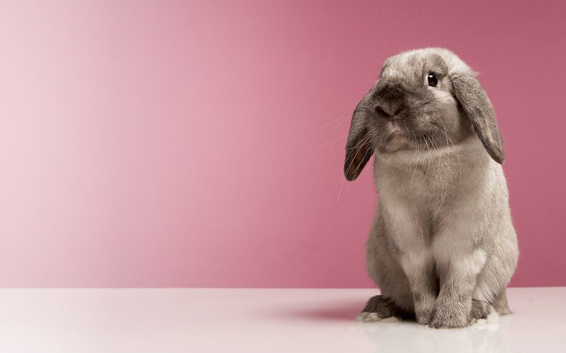 Gray Lop-eared Rabbit — Pink, Calm, Photograph, Pink Background