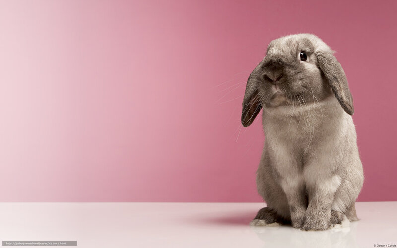 Gray Lop-eared Rabbit — Pink, Calm, Photograph, Pink Background, White Surface