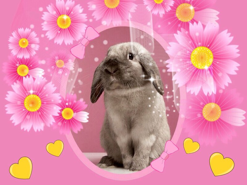 Gray Lop-eared Rabbit — Pink, Playful