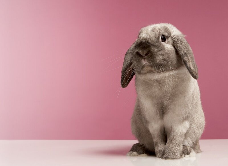 Gray Lop-eared Rabbit — Pink