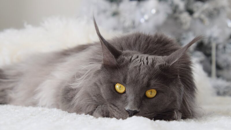 Gray Maine Coon Cat