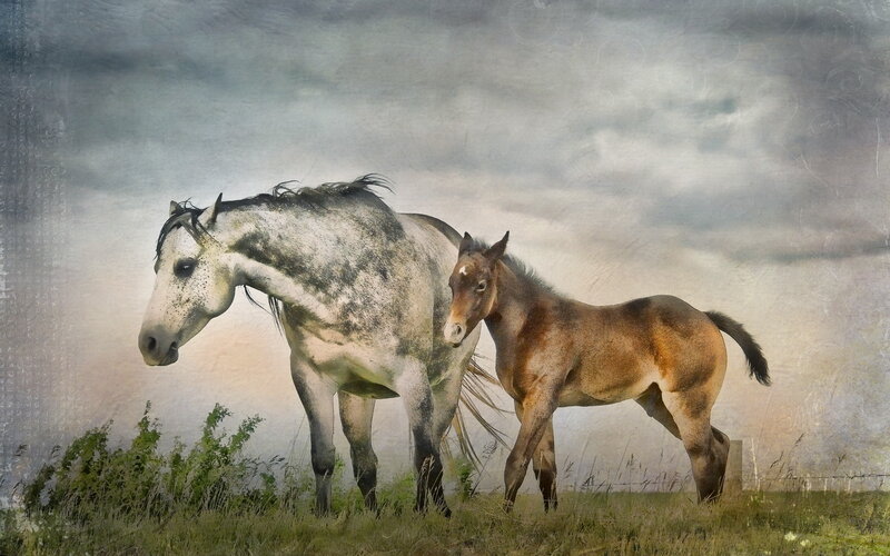 Gray Mare and Foal — Dramatic