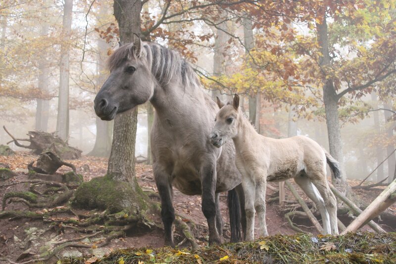 Gray Mare and Foal — Serene, Autumn, Photograph