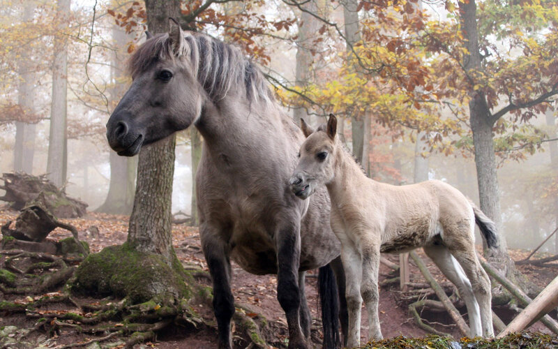 Gray Mare and Foal