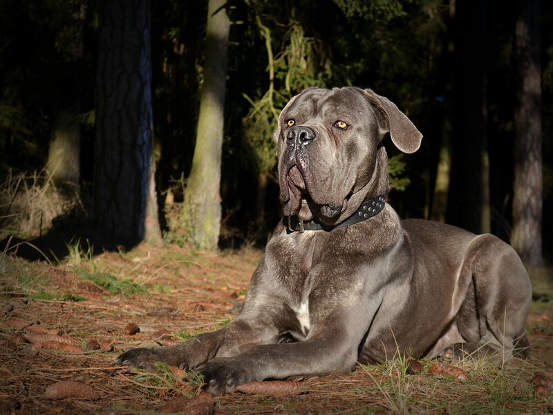 Gray Mastiff Dog
