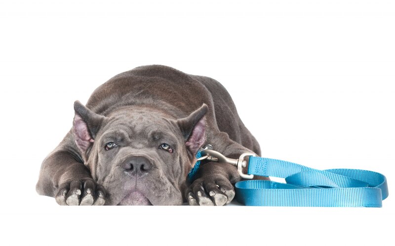 Gray Mastiff Puppy