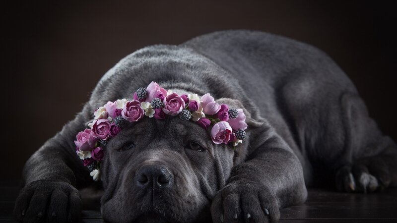 Gray Mastiff with Flower Crown