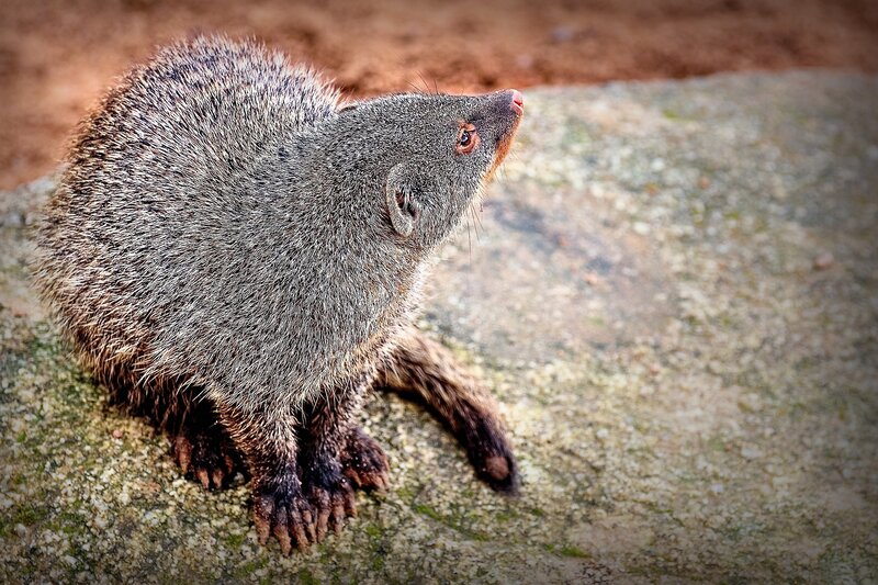 Gray Mongoose on Rock